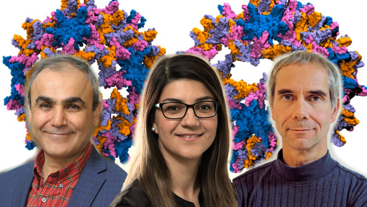 Head shots of, from left, Emad Tajkorshid, Zhaleh Ghaemi, and Martin Gruebele, with illustrations of the hepatitus B virus in background