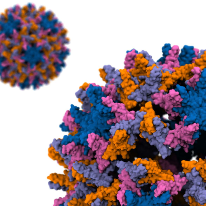 hepatitis b virus structure