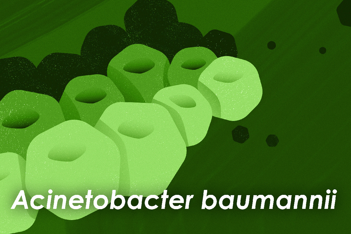 Acinetobacter baumannii