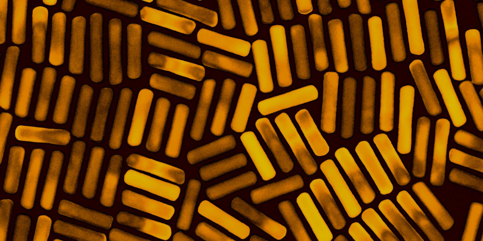 Image filled with rectangular shapes of golden-brown nanorods in a black background.