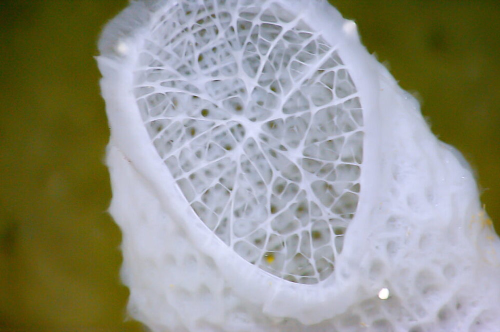 Image of the skeleton of an all-white deep-sea sponge on a green background 