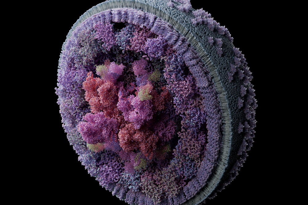 Illustration of a purplish molecule sliced in half