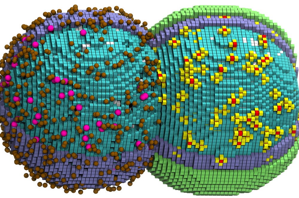 Illustration of a cell dividing