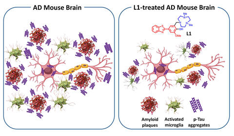 When tested in a mouse model of Alzheimer’s disease, a new compound, L1, reduced neuroinflammation, amyloid plaques and other molecular markers of the disease. Graphic by Hong-Jun Cho