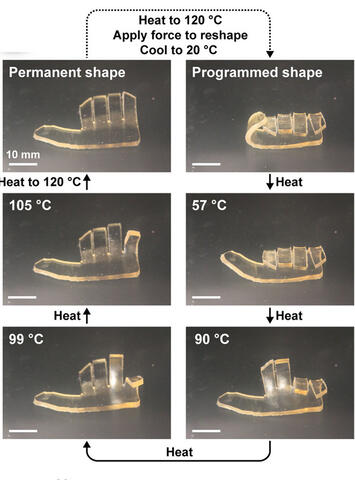 Images illustrating the change in polymer shape.