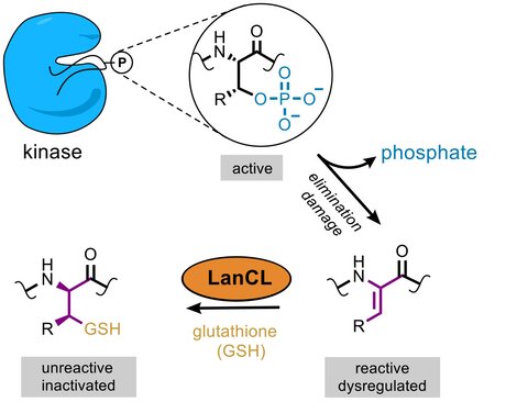 A diagram showing Removing the phosphate group from kinases can activate them, which can be problematic. LanCL adds glutathione to these kinases, after which they became deactivated. 