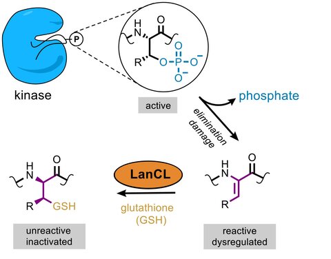 A diagram showing Removing the phosphate group from kinases can activate them, which can be problematic. LanCL adds glutathione to these kinases, after which they became deactivated.