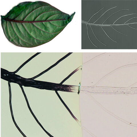 Three images of leaves, showing vascular networks, illustrating the synchronized manufacturing of a bioinspired structure with a hierarchical vascular network. 