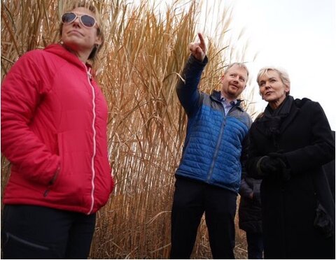 A photo of U.S. Secretary of Energy Jennifer M. Granholm, far right, with Andrew Leakey (center) and Emily Heaton standing near tall plants of grain in one of the CABBI fields.