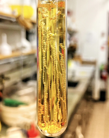 Camera generated image taken in the lab of a “golden necklace” pattern that was formed because of trapped air and water pockets during frontal ring-opening metathesis polymerization.