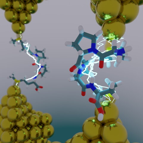 Computer assisted image showing an atomistic model of a molecular break junction: an oligopeptide is caught between two gold electrodes, forming a single-molecule circuit. 