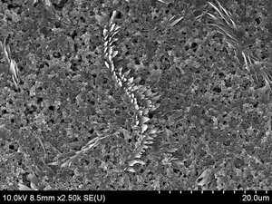 SEM image of self-assembled aniline oligomers