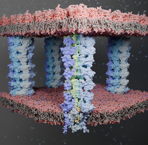 Computer generated image of gram-negative bacteria