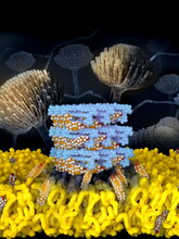 An atomic level illustration showing self-assembled Amphotericin B sponges (depicted in light blue) rapidly extract sterols (depicted in orange and white) from cells.