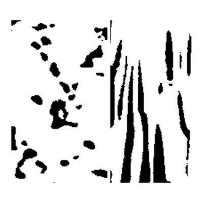 Side by side black and white images showing two different patterns of micro-computed tomography cross-sections of the foam demonstrate samples with low (left) and high (right) anisotropy.