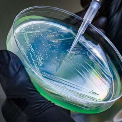 Gloved hands holding a petrie dish and using a syringe to draw out contents