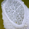 Image of the skeleton of an all-white deep-sea sponge on a green background 