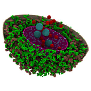 A computational model of a human cell that simulates how spatial organization within cells influences chemical processes.