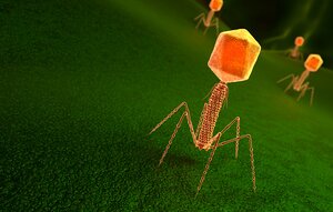 A 3D illustration showing an acteriophage virus particle, which is orange colored and looks like a lollipop with spider legs, is shown on bacteria surface, which is a dark-colored background.. 3D illustration