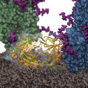 Colorful computer-generated illustration of the influenza virus’ surface (brown) glycoprotein, hemagglutinin (green, blue), attacked by an antibody (in gold) and surrendering, which prevents the virus from infecting human cells. 