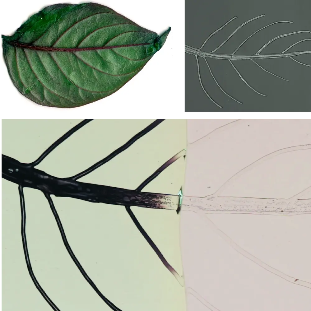 Three images of leaves, showing vascular networks, illustrating the synchronized manufacturing of a bioinspired structure with a hierarchical vascular network.