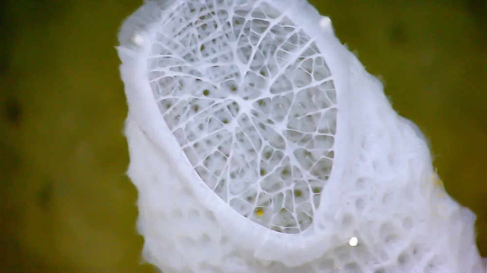 Image of the skeleton of an all-white deep-sea sponge on a green background