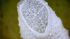 Image of the skeleton of an all-white deep-sea sponge on a green background 
