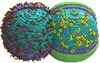 Illustration of a cell dividing