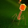 A 3D illustration showing an acteriophage virus particle, which is orange colored and looks like a lollipop with spider legs, is shown on bacteria surface, which is a dark-colored background.. 3D illustration