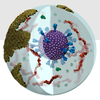 Visualization of delta SARS-CoV-2 in a respiratory aerosol, where the virus is depicted in purple with the studded spike proteins in cyan. Mucins are red, albumin proteins green, and the deep lung fluid lipids in ochre. 